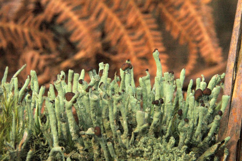 Lichens forestiers 3.3.2013 037